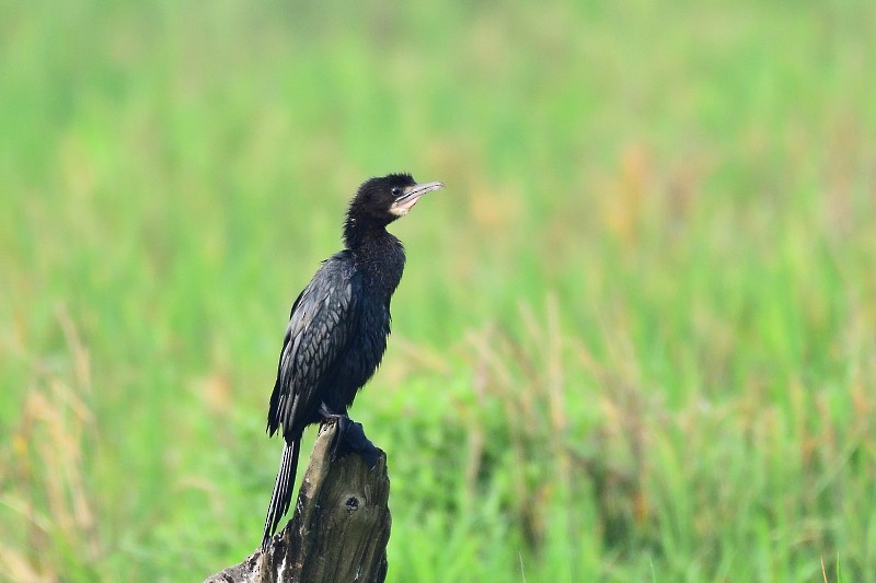 アジアコビトウ - ML647819067