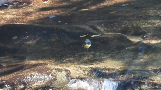 キセキレイ - ML647819068