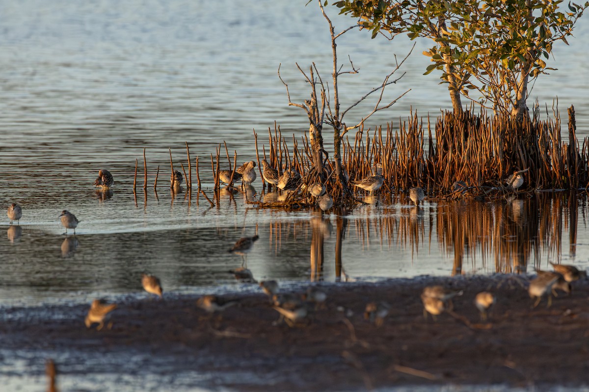 ウズラシギ - ML647819070