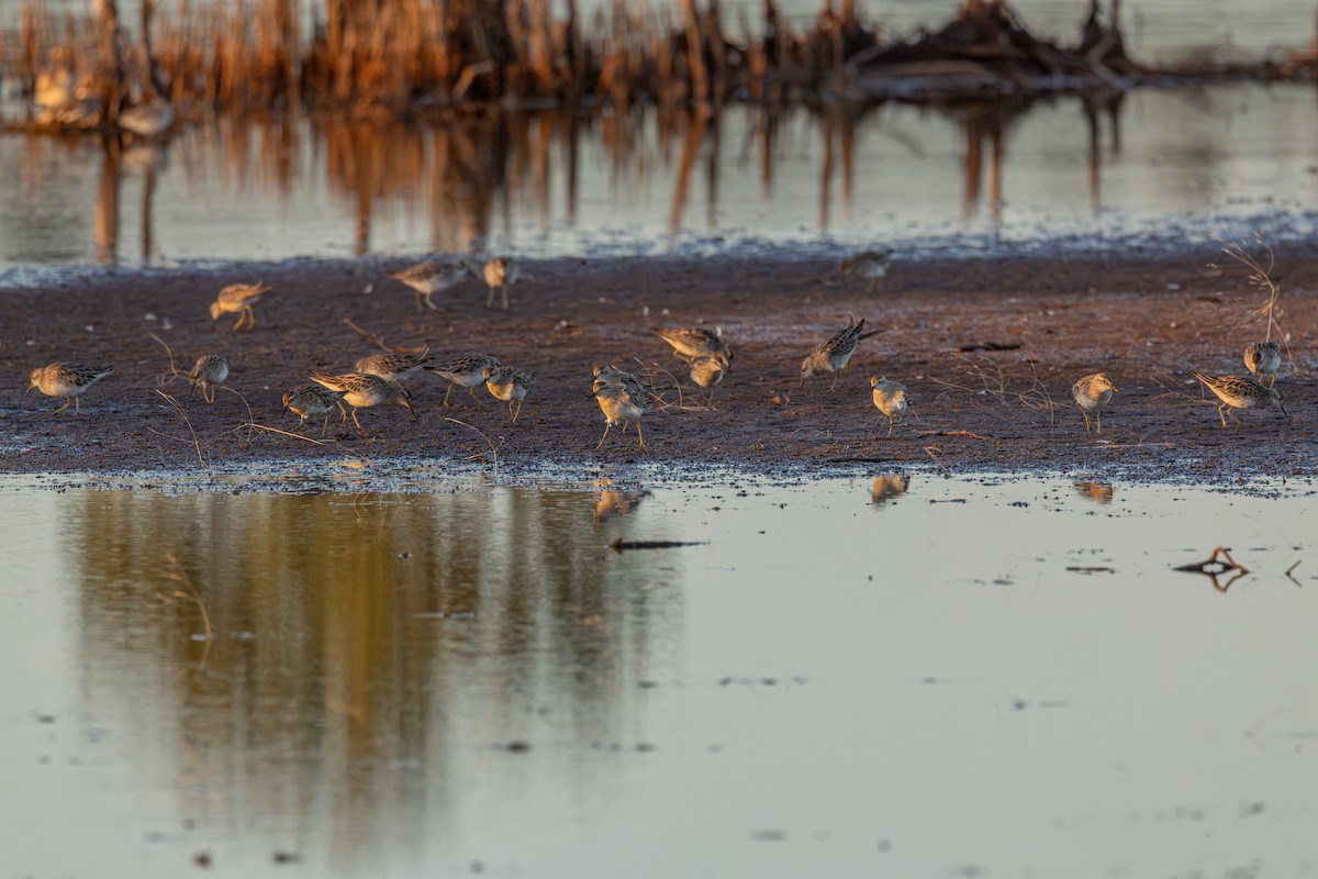 ウズラシギ - ML647819071