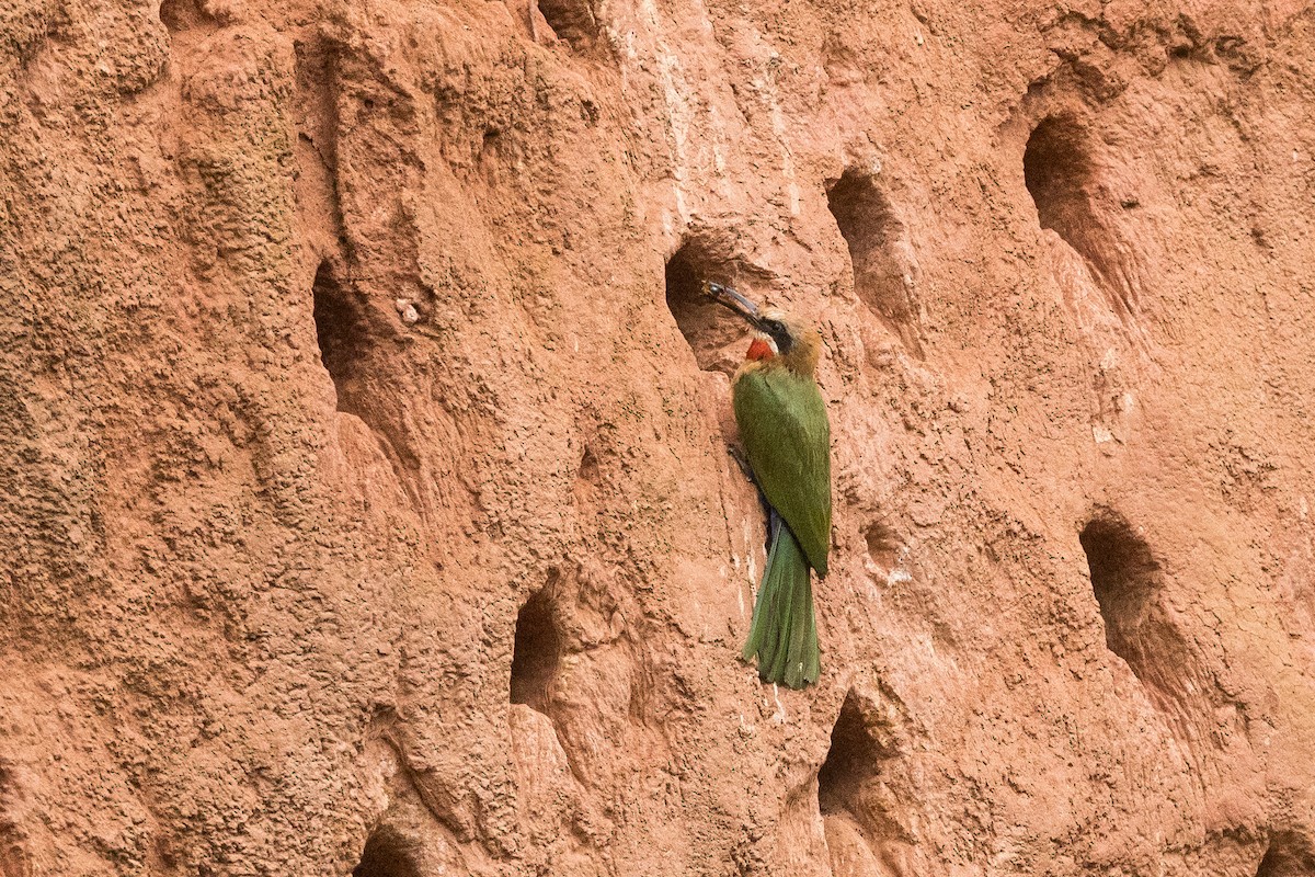 シロビタイハチクイ - ML647819072