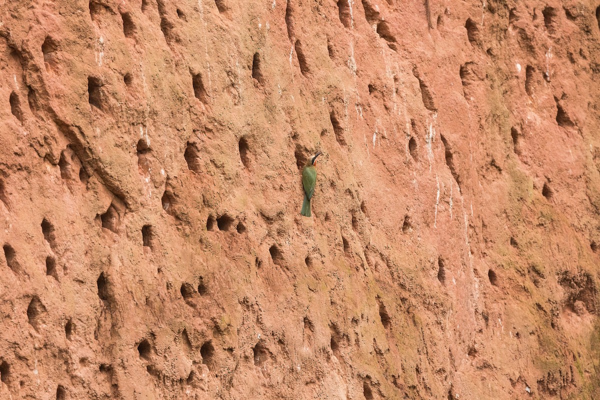 シロビタイハチクイ - ML647819073