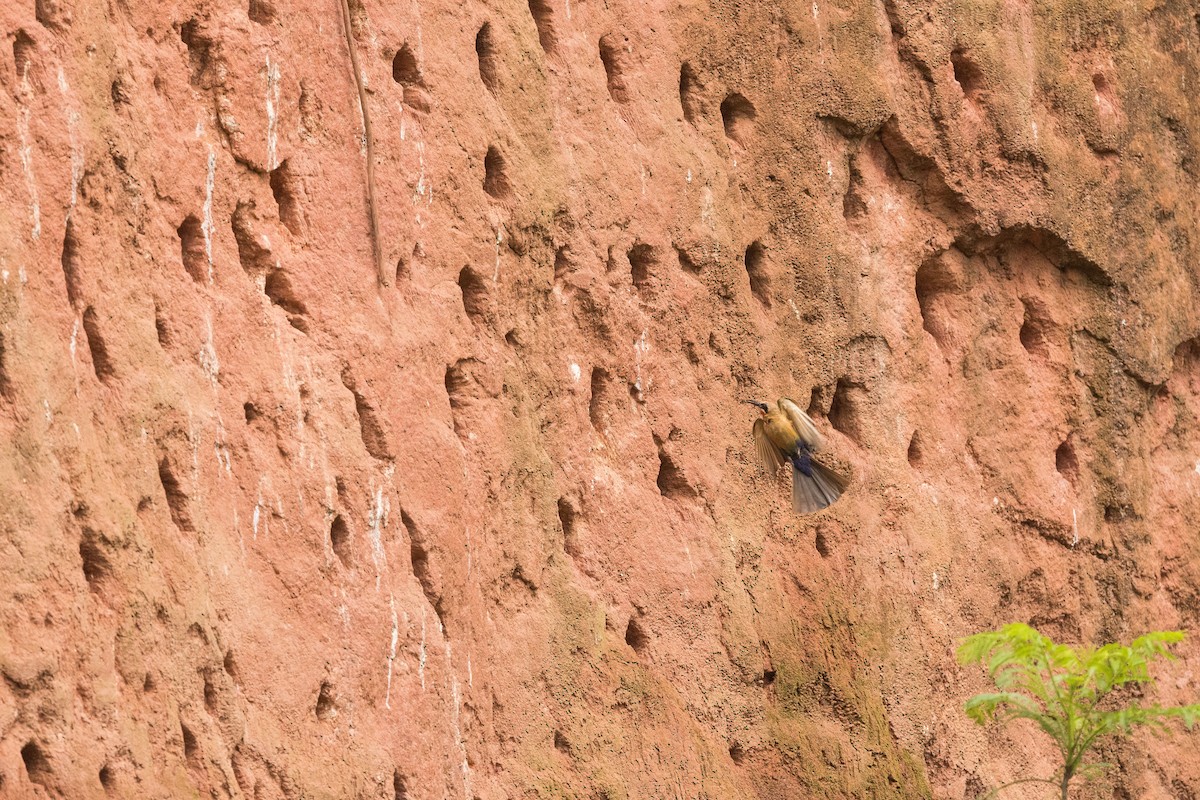 シロビタイハチクイ - ML647819074