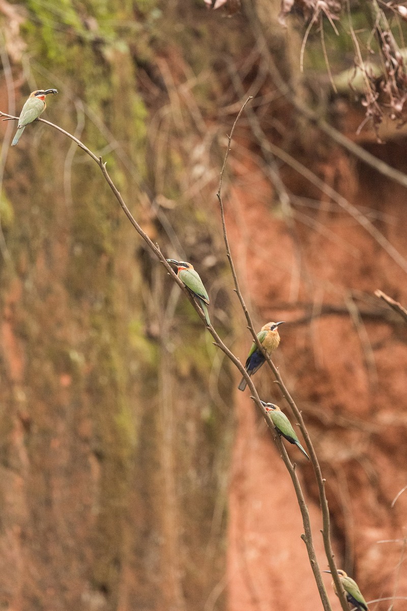 シロビタイハチクイ - ML647819075