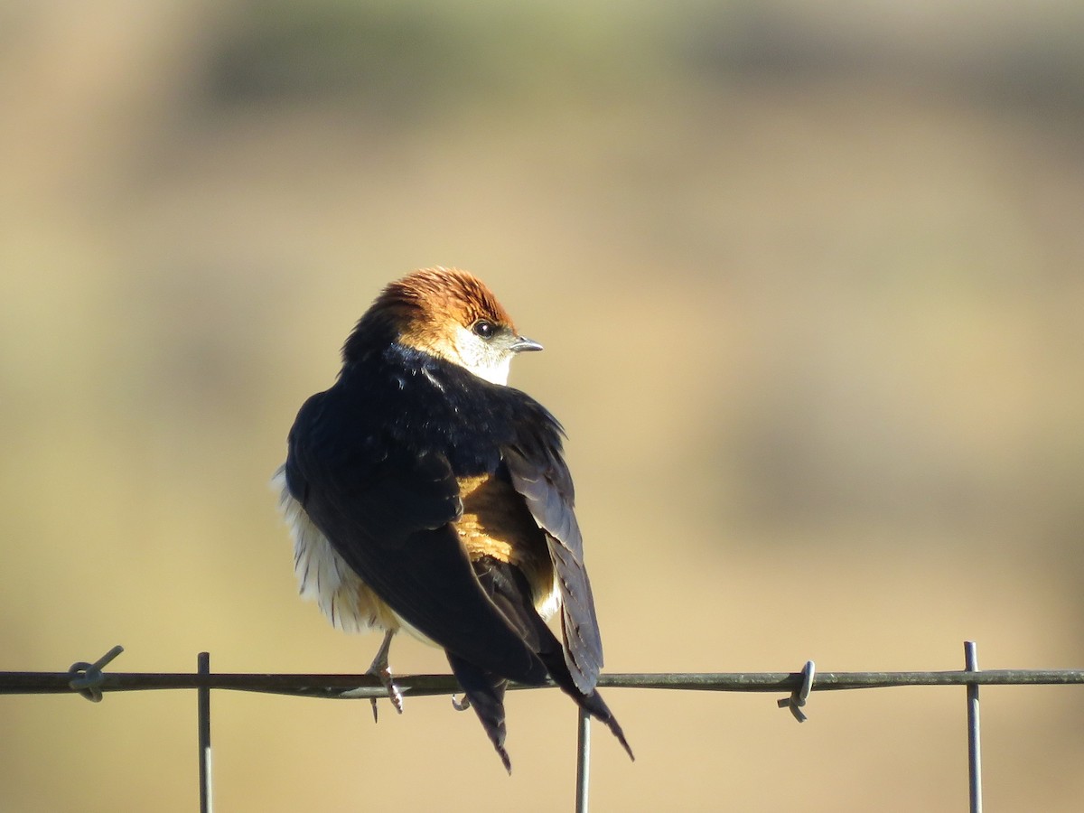 ズアカコシアカツバメ - ML647819076