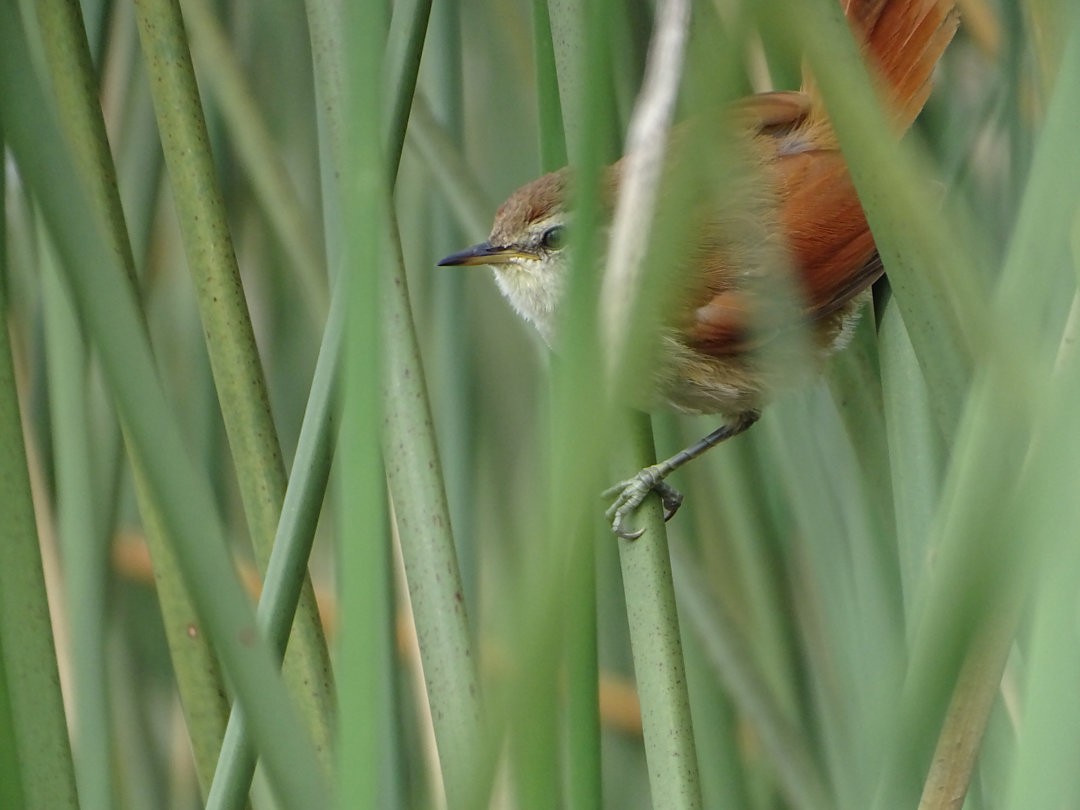 キバシリカマドドリ - ML647819077