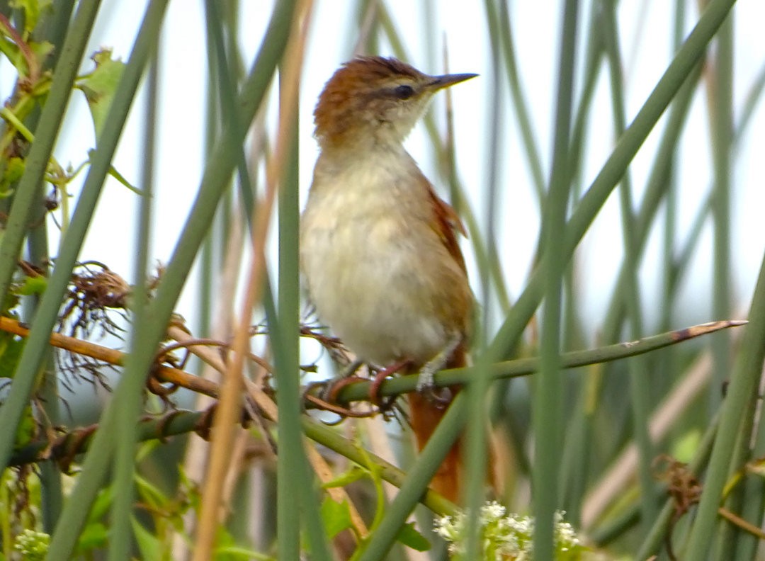 キバシリカマドドリ - ML647819078