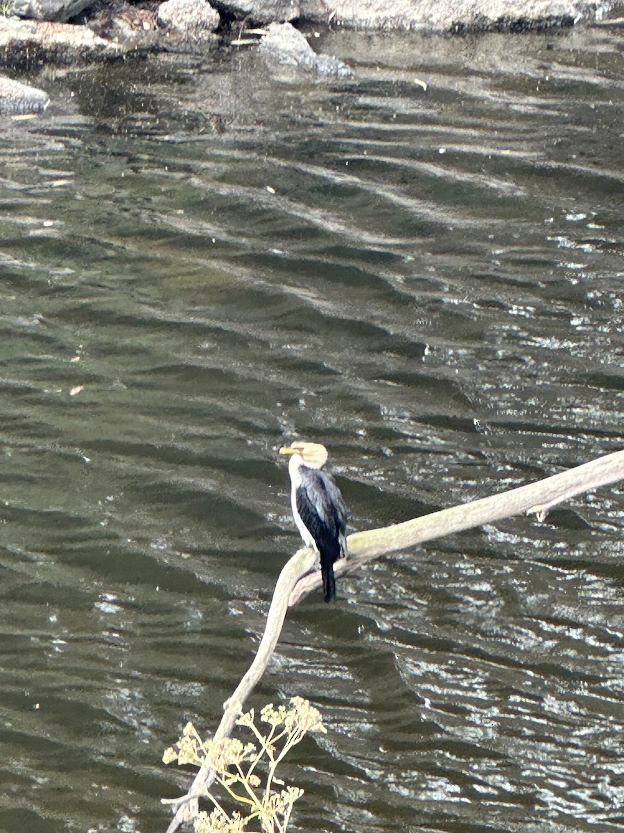 シロハラコビトウ - ML647819079