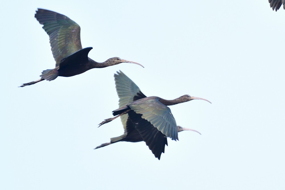 ブロンズトキ - ML647819080