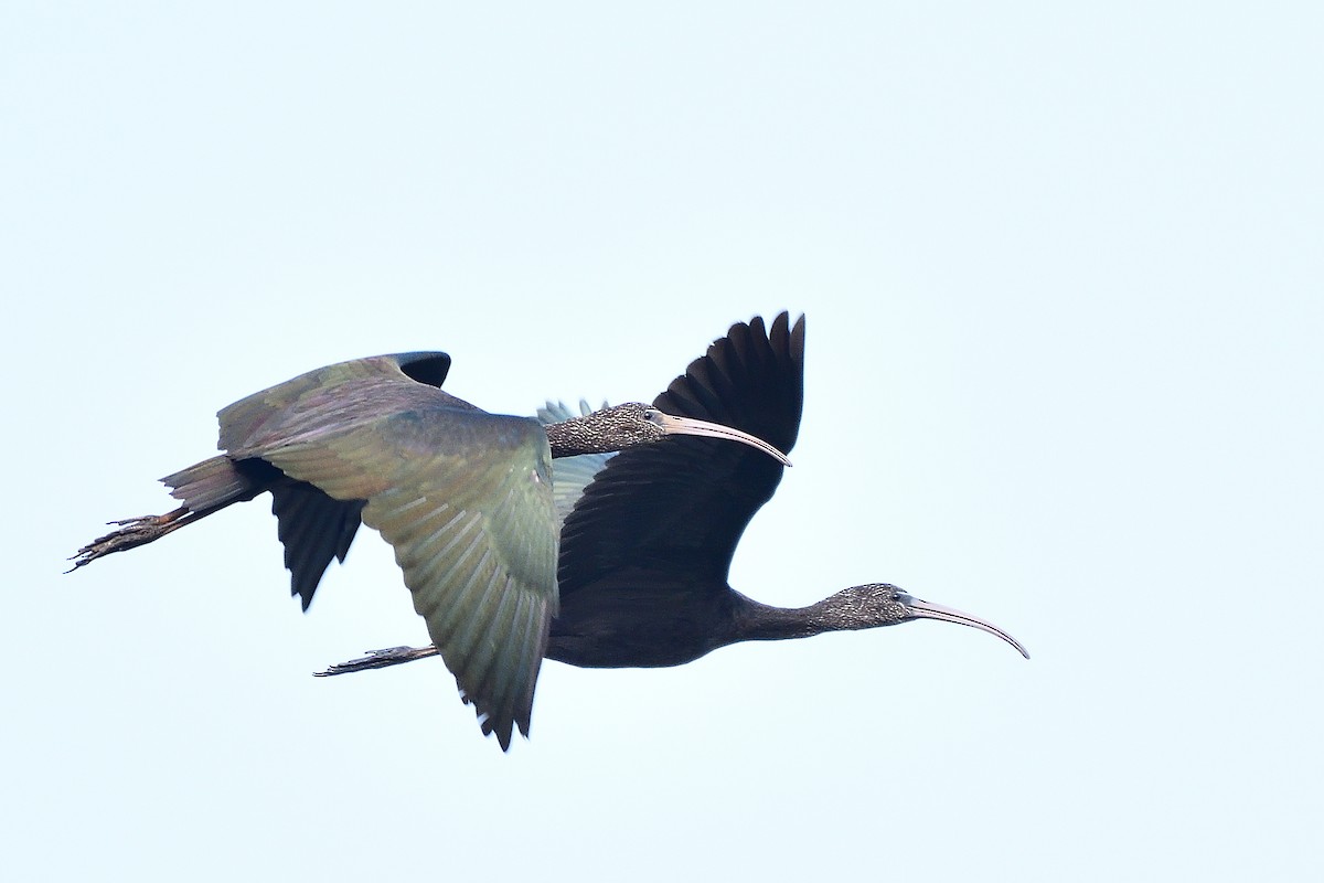 ブロンズトキ - ML647819082