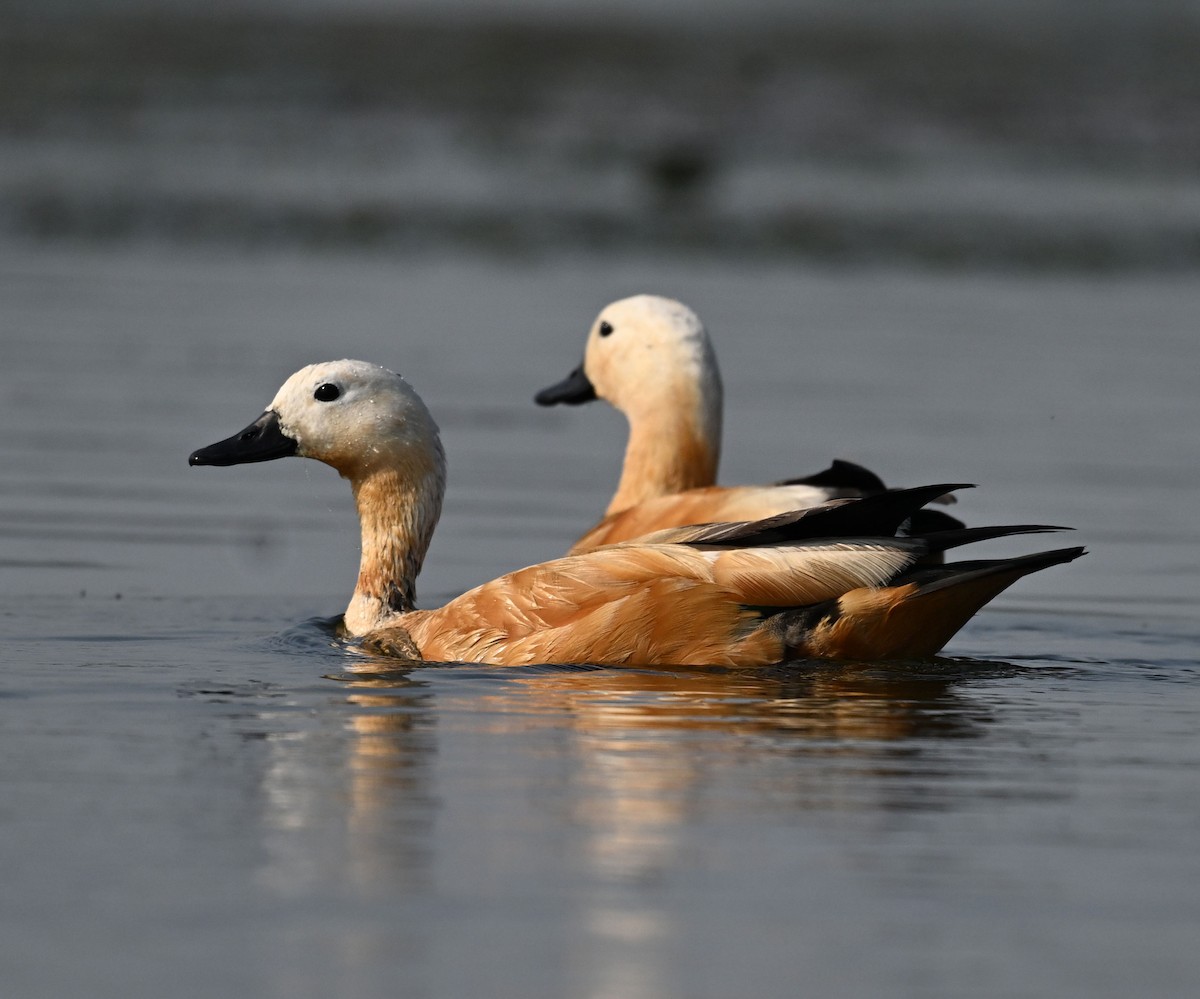 アカツクシガモ - ML647819083