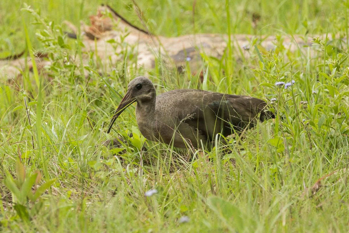 ハダダトキ - ML647819084