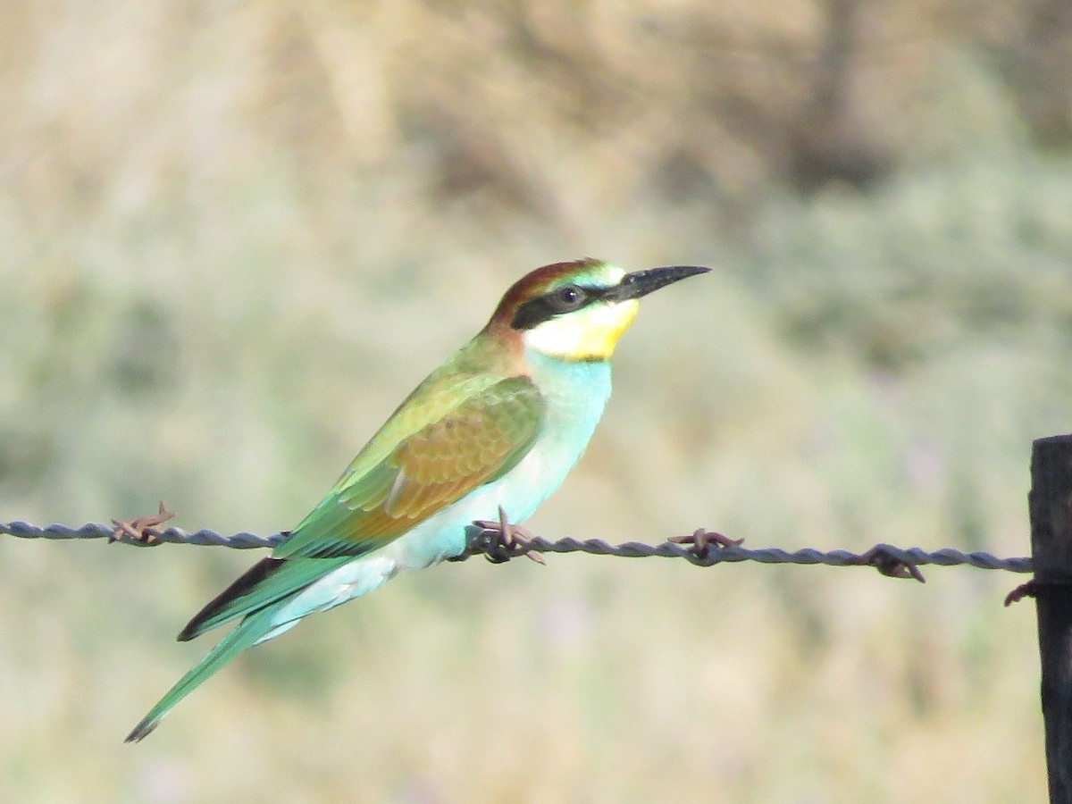 ヨーロッパハチクイ - ML647819086