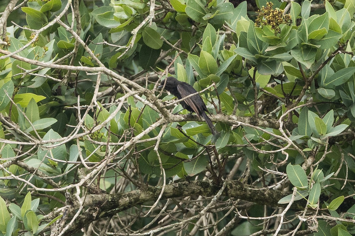 クロカッコウ - ML647819087