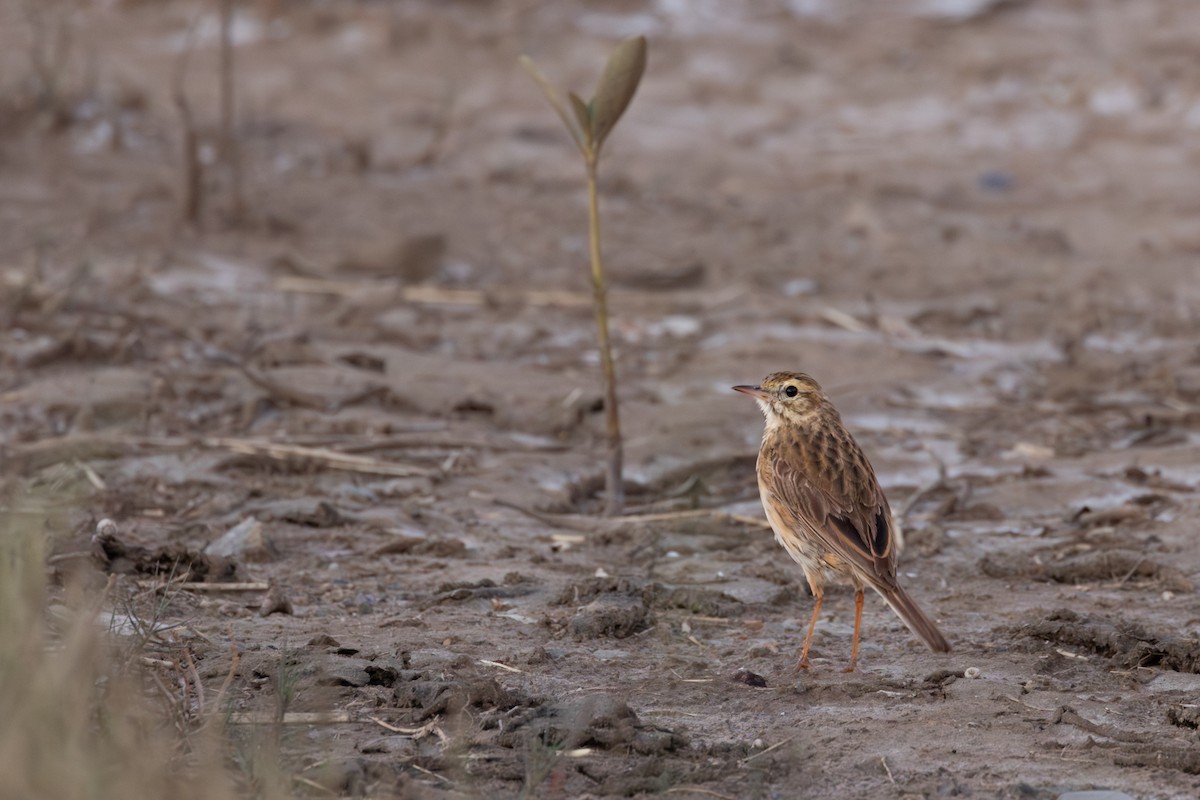 Australian Pipit - ML647819148