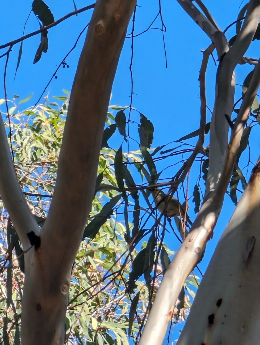 White-plumed Honeyeater - ML647819182