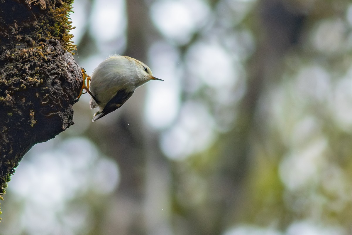 Rifleman - ML647819241