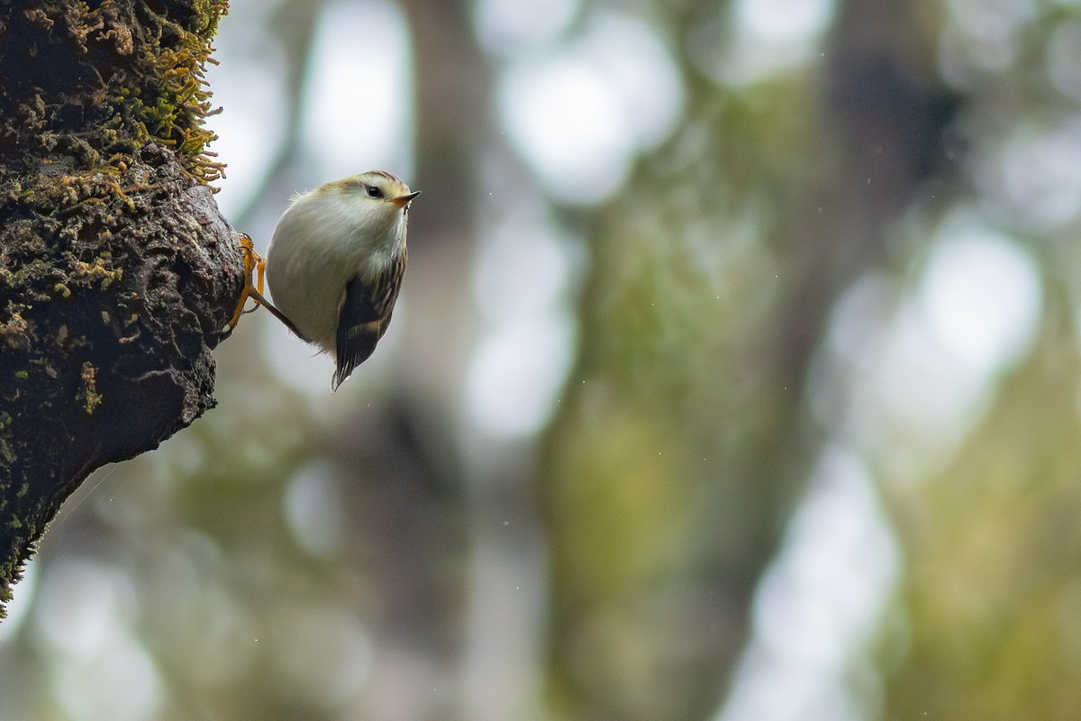 Rifleman - ML647819242