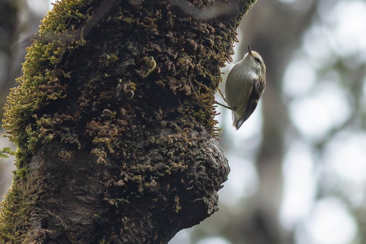 Rifleman - ML647819243