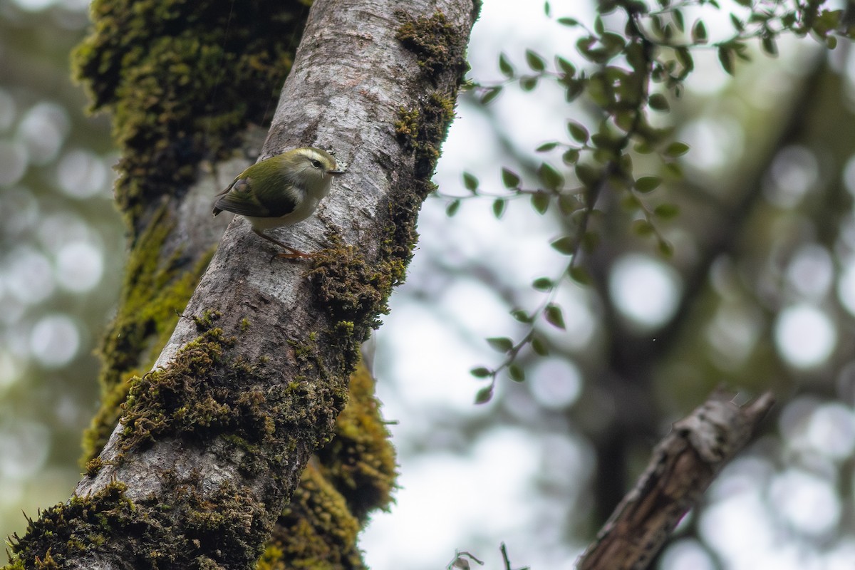 Rifleman - ML647819244