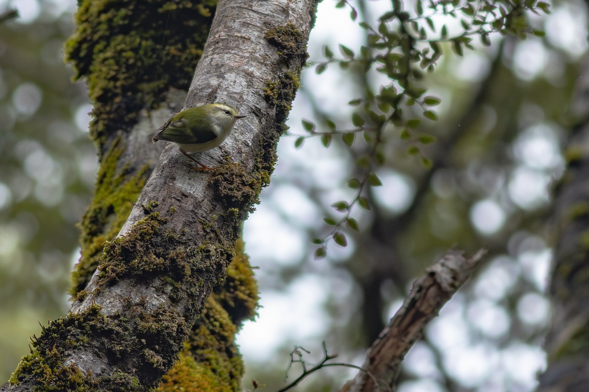 Rifleman - ML647819245