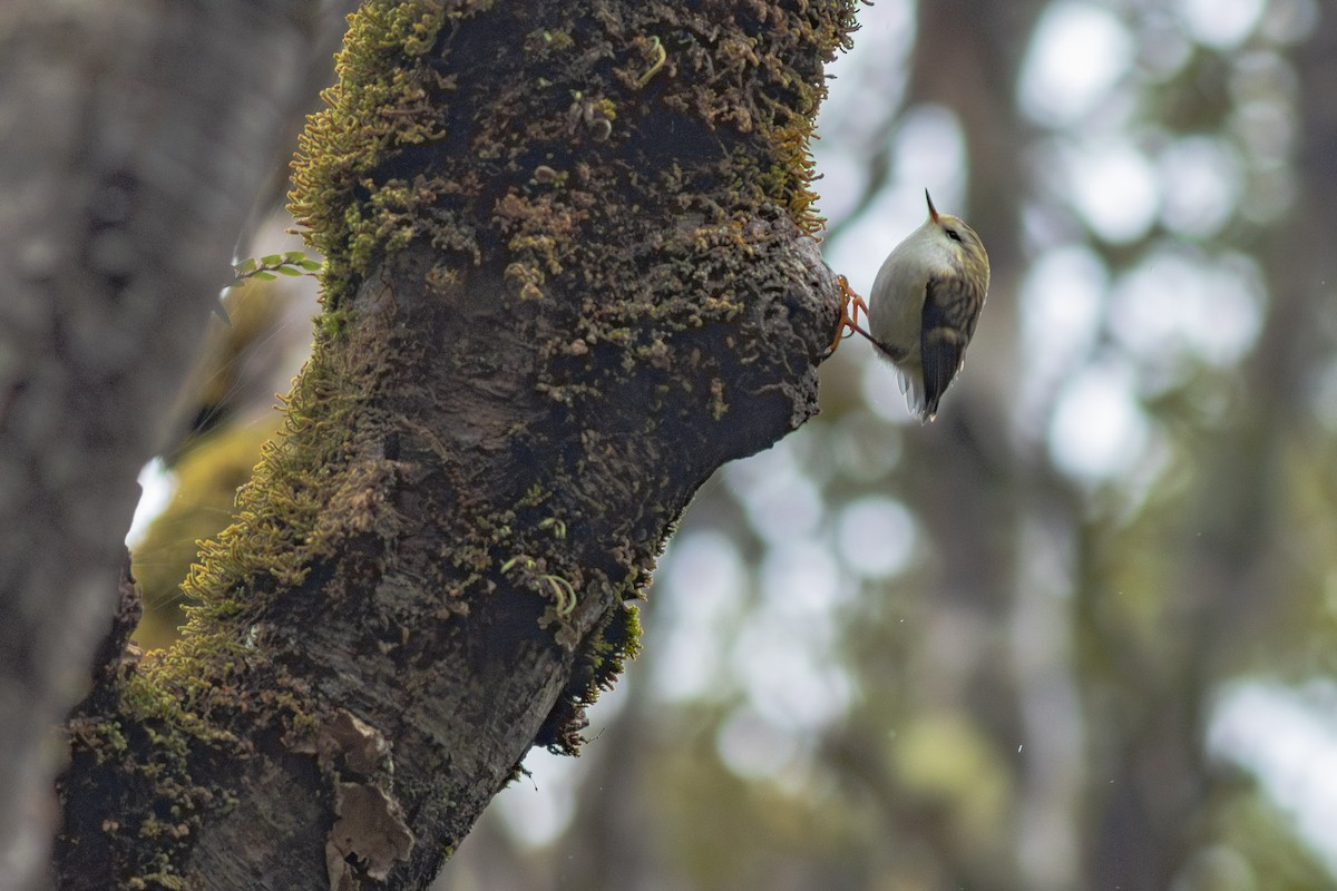 Rifleman - ML647819246