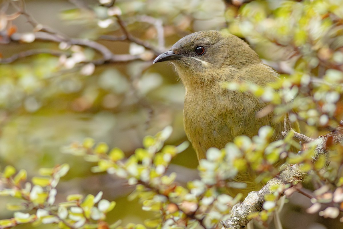 New Zealand Bellbird - ML647819247