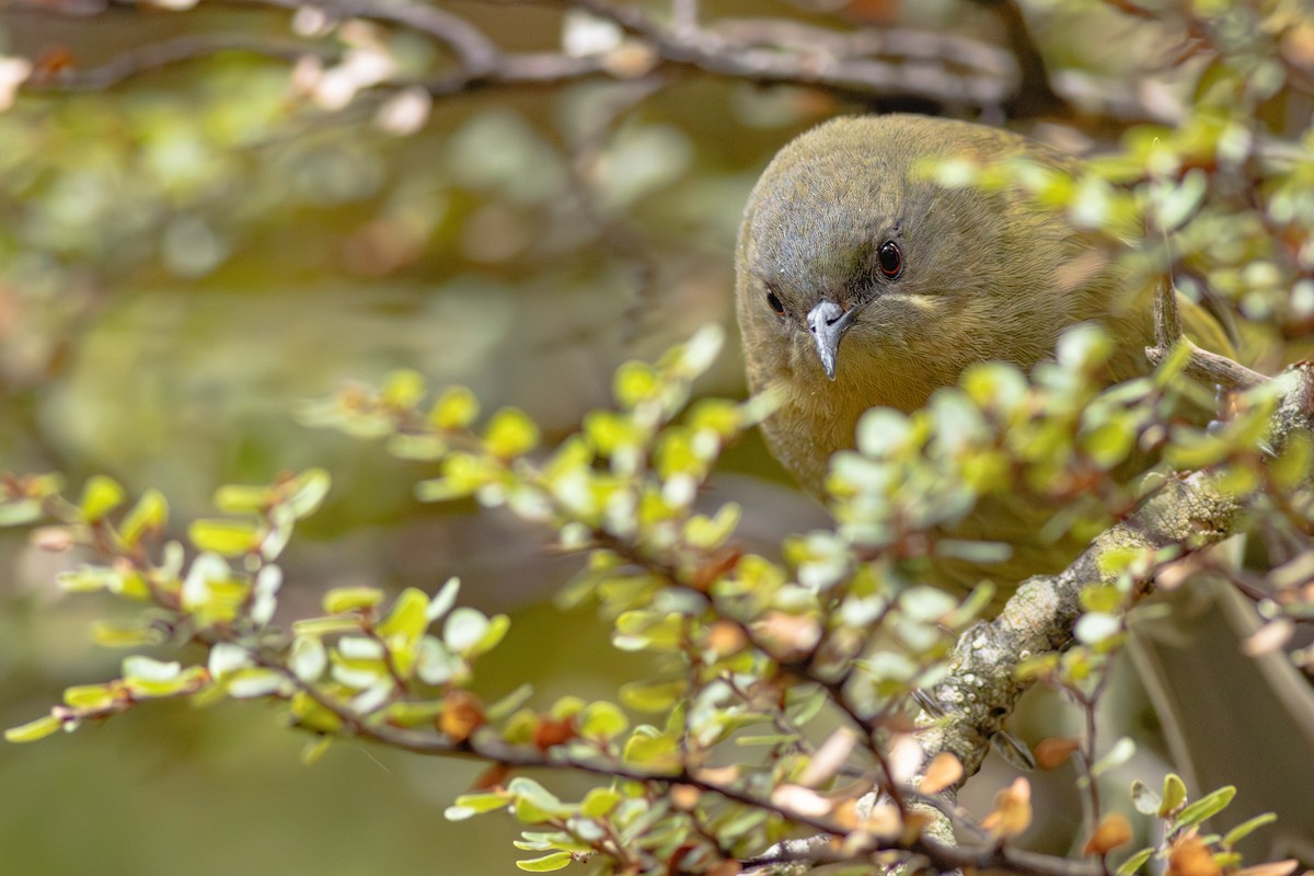New Zealand Bellbird - ML647819248