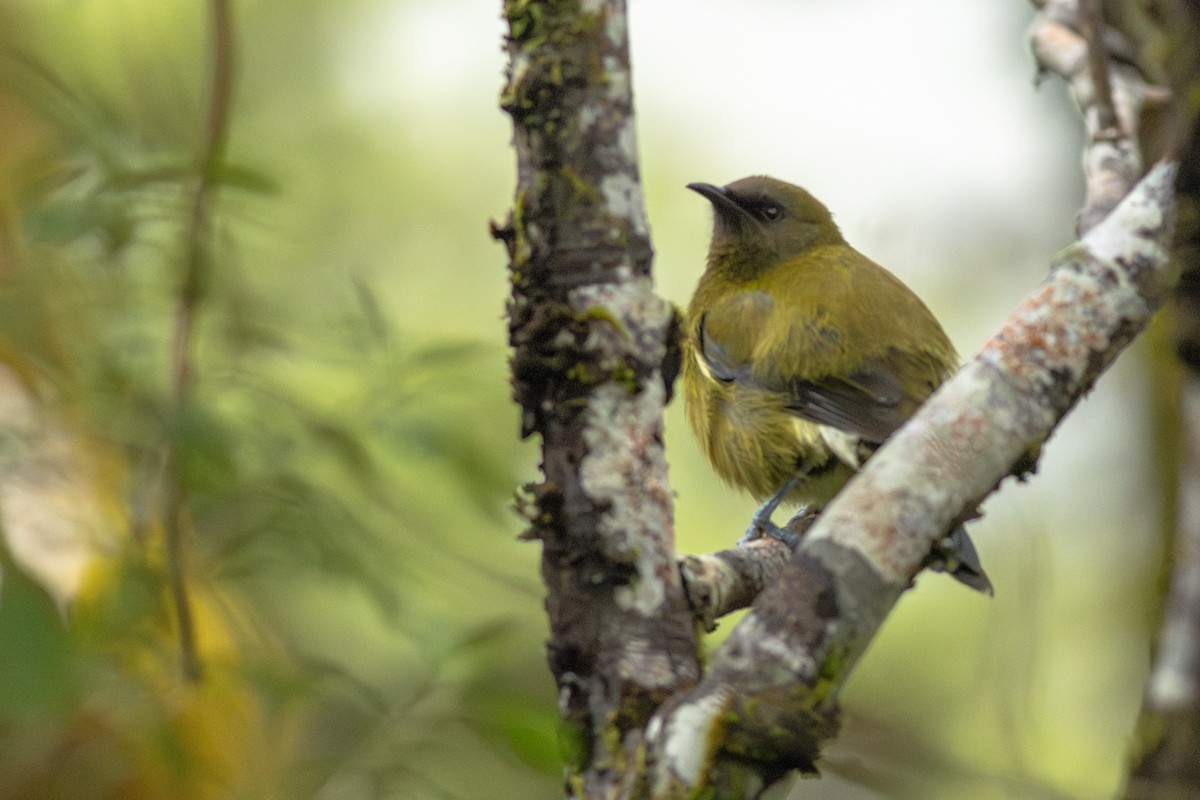 New Zealand Bellbird - ML647819249