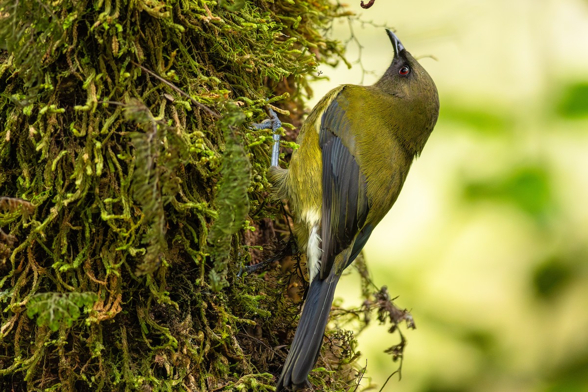 New Zealand Bellbird - ML647819250