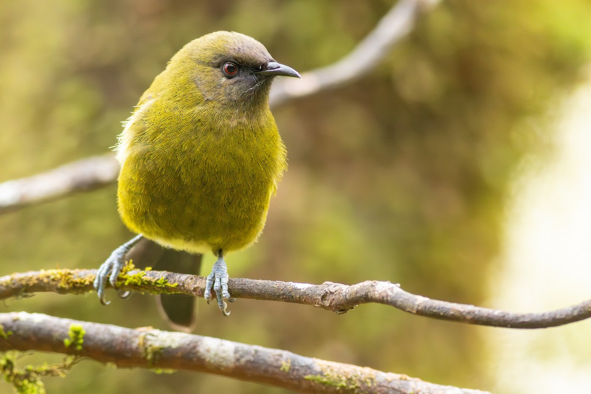 New Zealand Bellbird - ML647819251