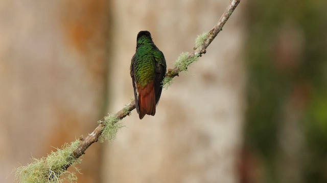 Rufous-tailed Hummingbird - ML647819257