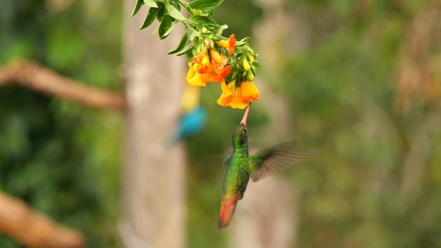 Rufous-tailed Hummingbird - ML647819258