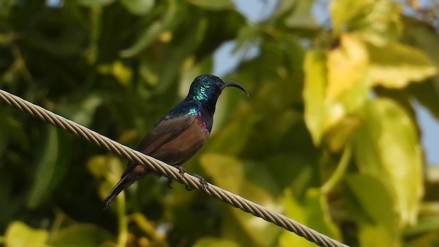 Loten's Sunbird - ML647819282