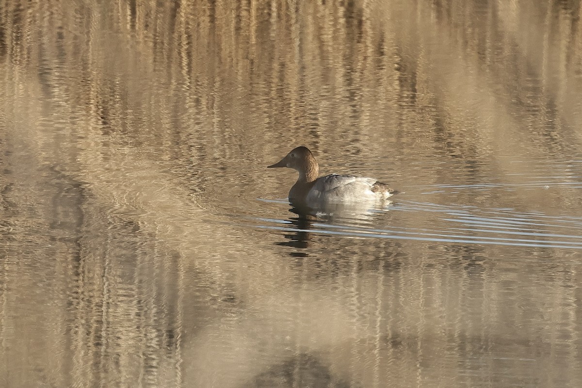 Murgilari bizkarzuria - ML647819342