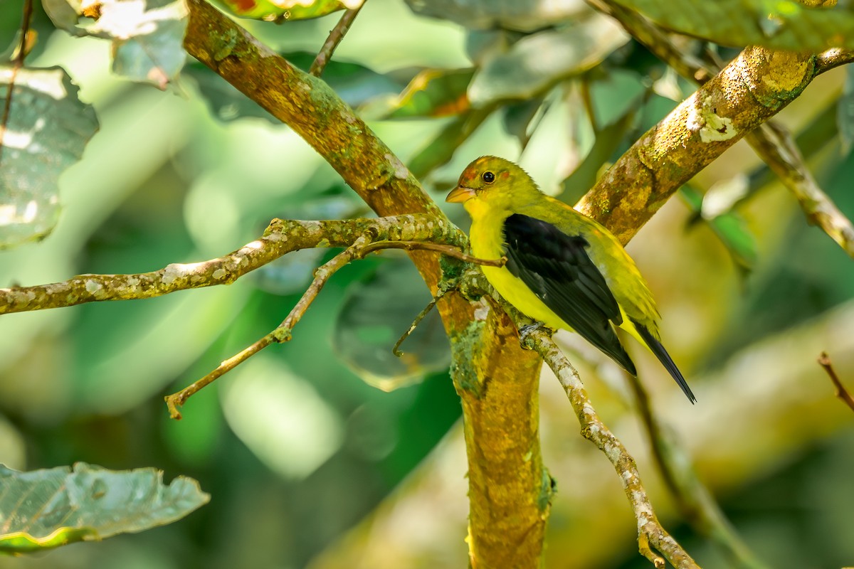 Piranga gorri-beltza - ML647819343