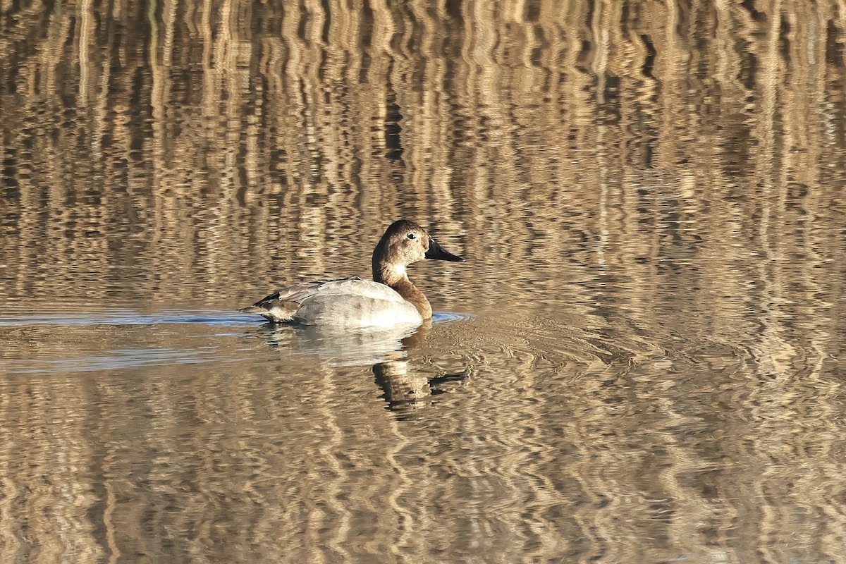 Murgilari bizkarzuria - ML647819354