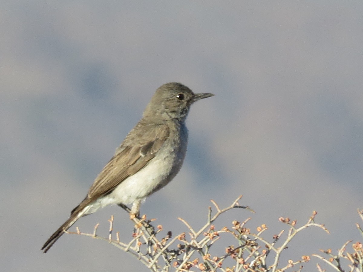 Karoo Chat - ML647819366