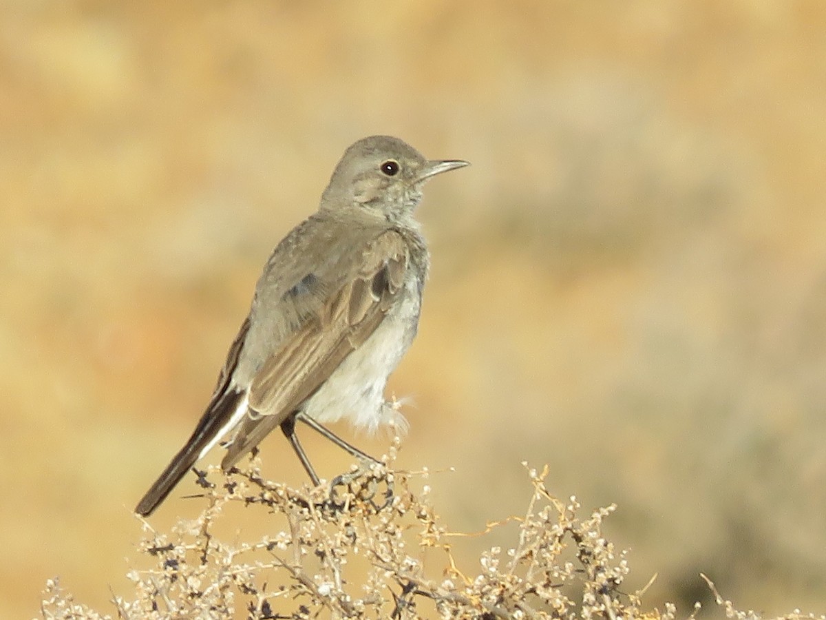 Karoo Chat - ML647819367