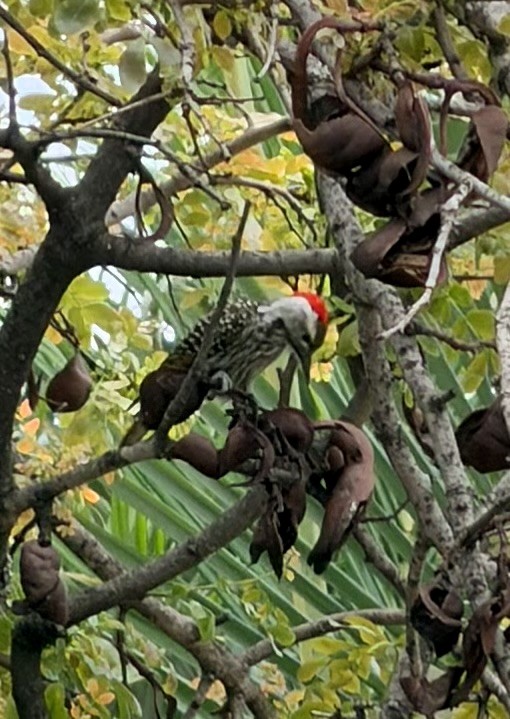 Cardinal Woodpecker - ML647819371