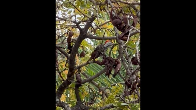 Cardinal Woodpecker - ML647819372