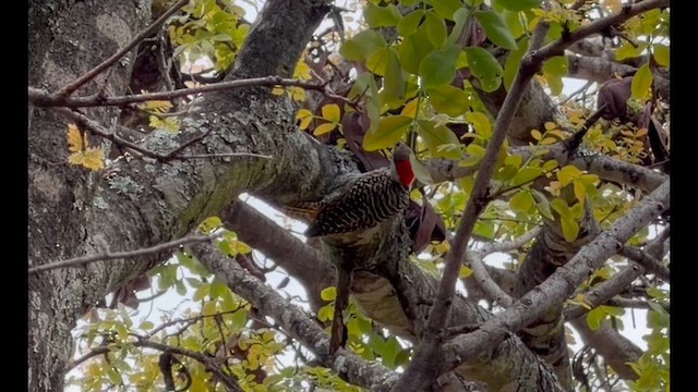 Cardinal Woodpecker - ML647819373