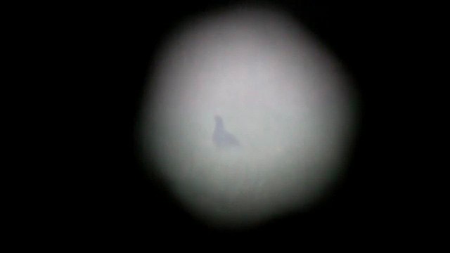 Black Grouse - ML647819377