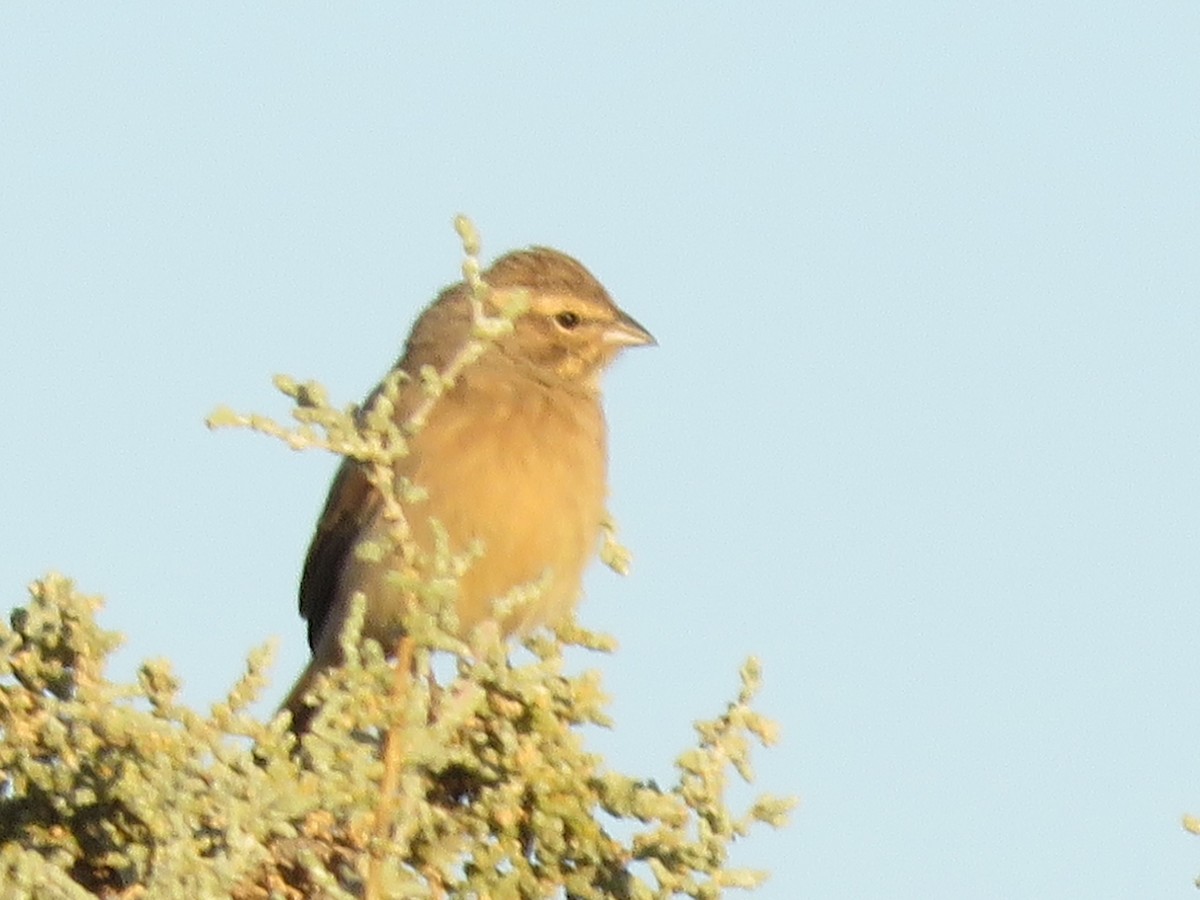 Lark-like Bunting - ML647819380