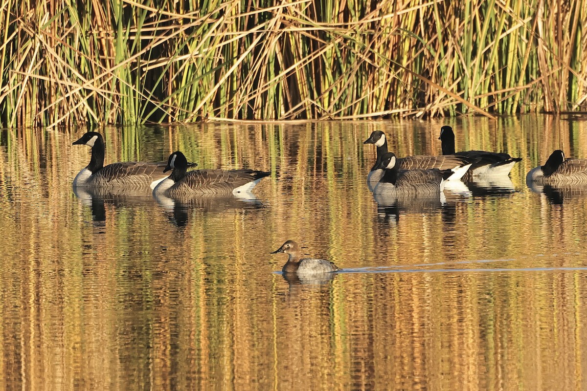 Murgilari bizkarzuria - ML647819381