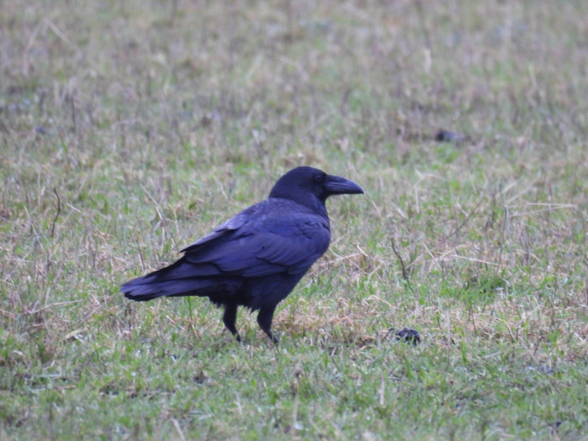 Common Raven - ML647819382