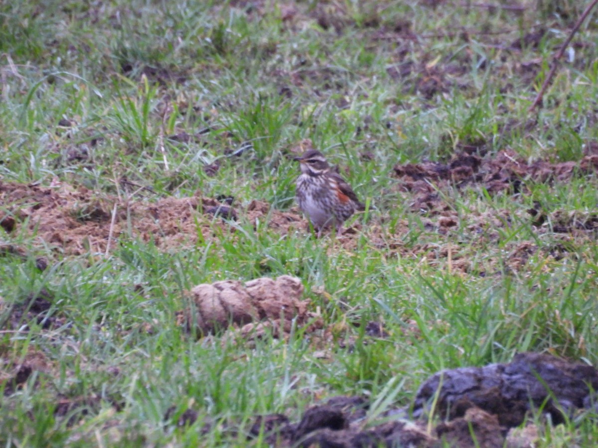 Grive mauvis (iliacus) - ML647819385