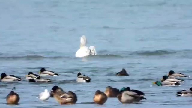 Dalmatian Pelican - ML647819401