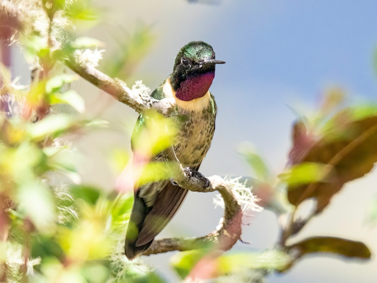 Amethyst-throated Sunangel - ML647819421