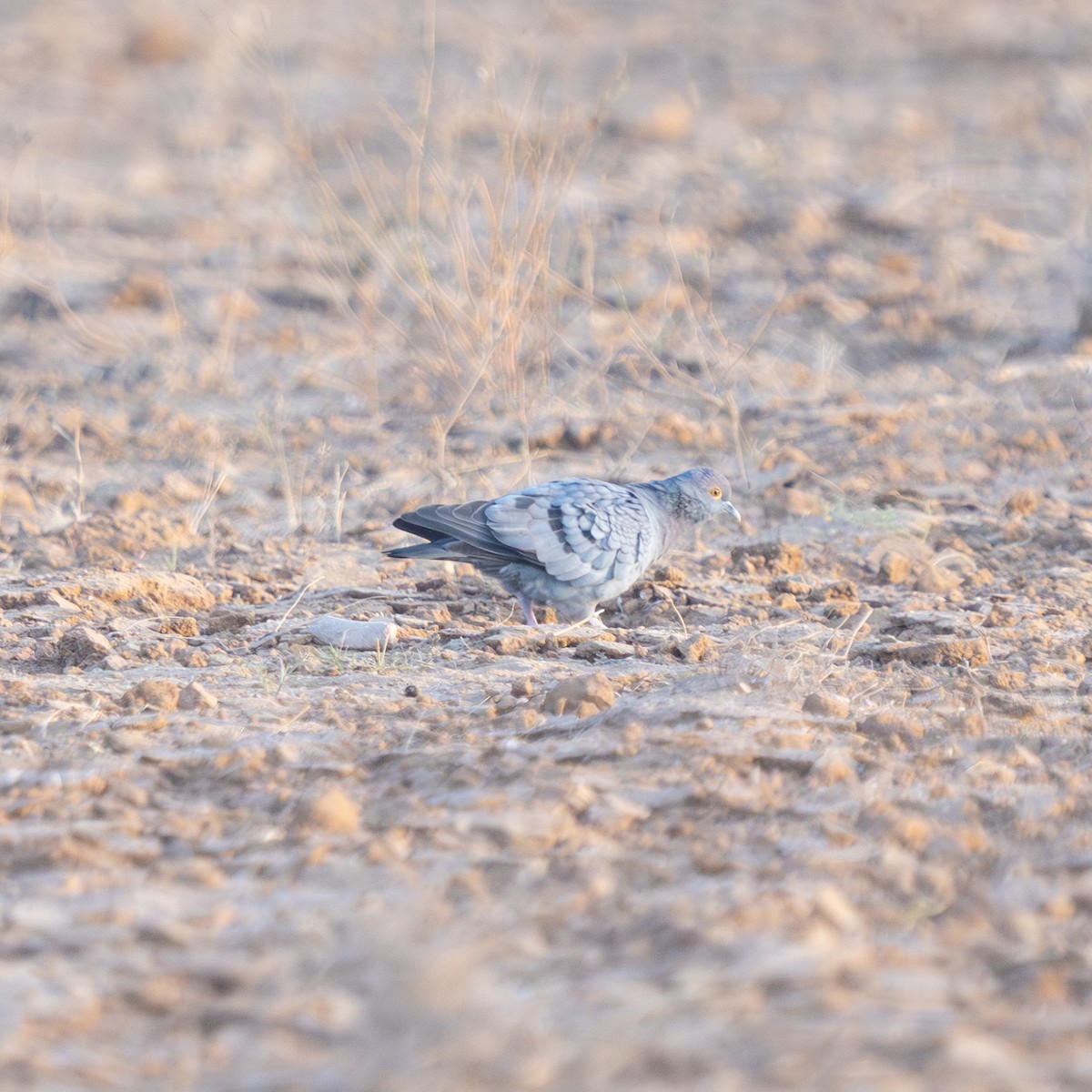 Yellow-eyed Pigeon - ML647819423